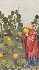 La récolte de melons d'Inde et de Palestine, Tacuinum Sanitatis, XIVe s.